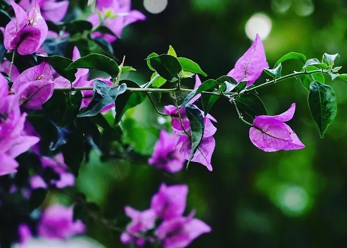 Mona Apart Akyaka Апарт-отель *